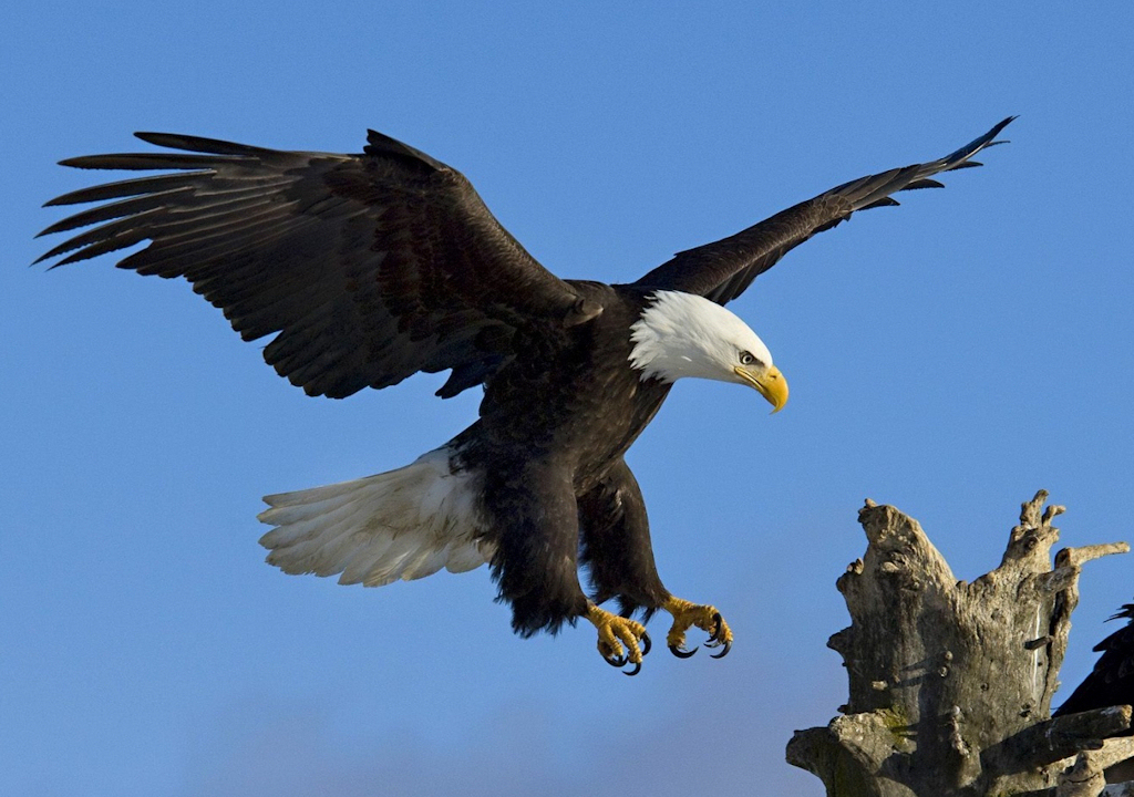 eagle1-cropped-small.jpg