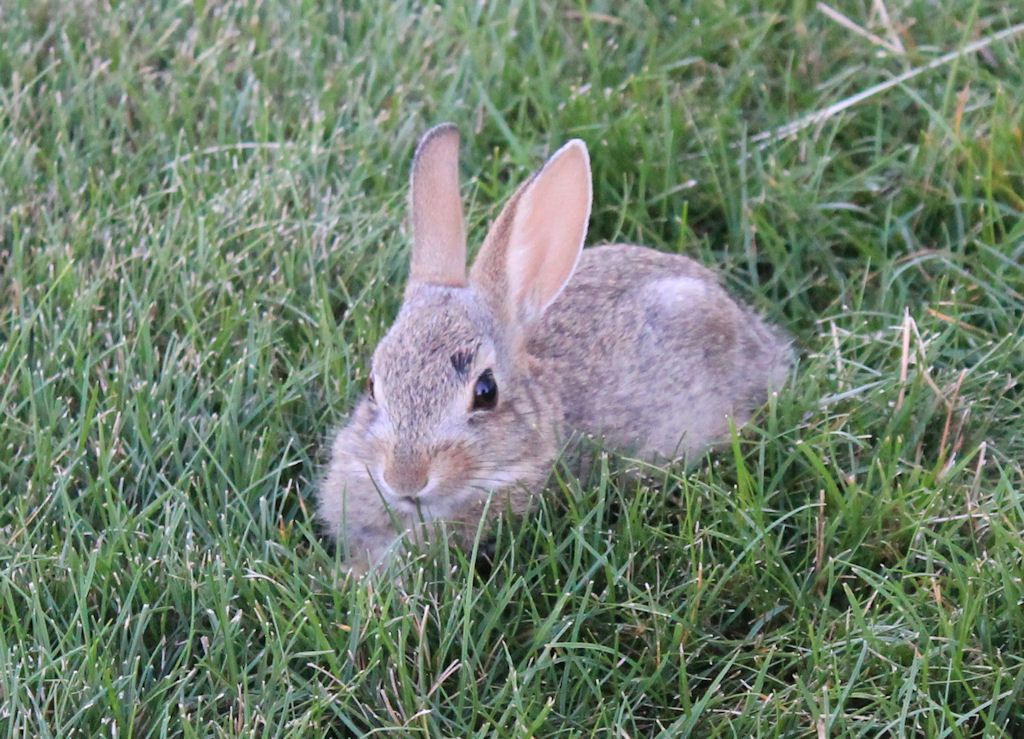 babby bunny cropped small.jpg
